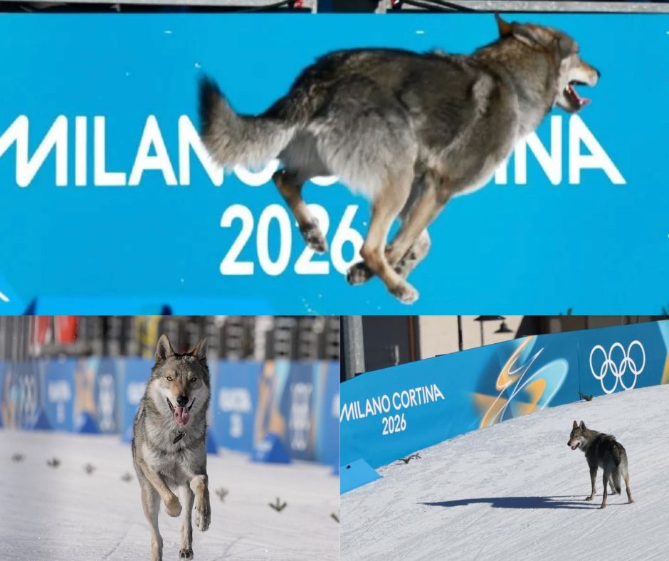 Nazgul: El perro lobo que irrumpió en la final olímpica y eclipsó el oro sueco